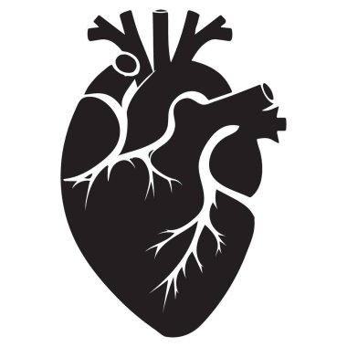 Anatomik İnsan Kalbi Silüeti Ayrıntılı Vektör Resimleme Grafiği