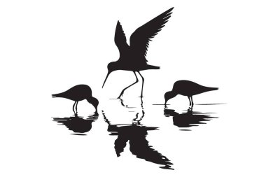 Kısa kuşlar, yüzeysel su çizim vektörüne yansıyan dalgın dalgalanıyorlar