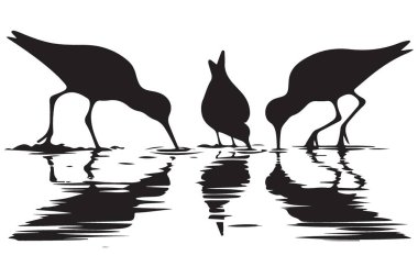 Shorebirds Siluet Vektör Doğa ve Vahşi Yaşam Projeleri İllüstrasyonu