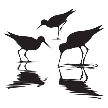 Sandpiper Kuşları Siluet Vektör Sanat İllüstrasyonu Kuşbilim Tasarımı