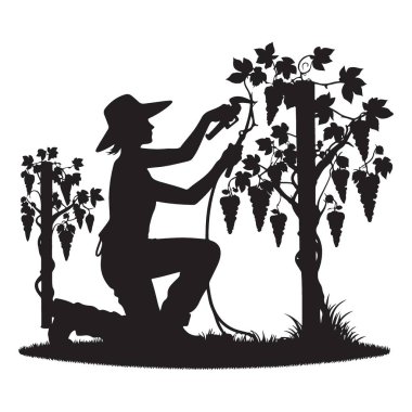 Üzüm Üzümlerini Budama Kadın Şarap Sanayii için Siluet Çizimi