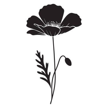 Narin Gelincik Çiçeği Silüeti Tasarımcılar için Botanik Sanatı