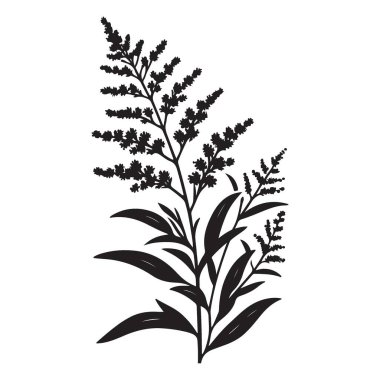 Zarif Goldenrod Bitki Çizimi Ayrıntılı Siyah Siluet Vektör Sanatı