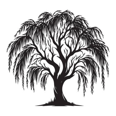 Peyzaj Projeleri için Ağlayan Söğüt Ağacı Vektör ResmiName