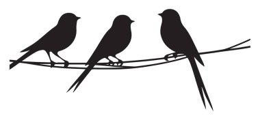 Doğa Temalı Grafikler İçin Kablo Siluet Resimlerinde Üç Kuş
