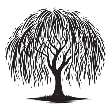 İnce Ağlayan Söğüt Ağacı Resimlerinin Detaylı Silueti
