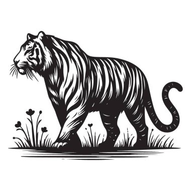 Grassy Field Doğa 'da Yürüyen Kaplan Görünümü