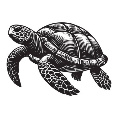 Deniz Kaplumbağası Vektörü Silueti Görüntü Yüzme Sualtı Okyanusu Yaşamı