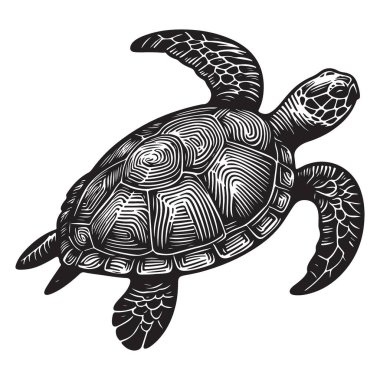 Deniz Kaplumbağası Detaylı Vektör Resimleri Su Hayvanları Grafikleri