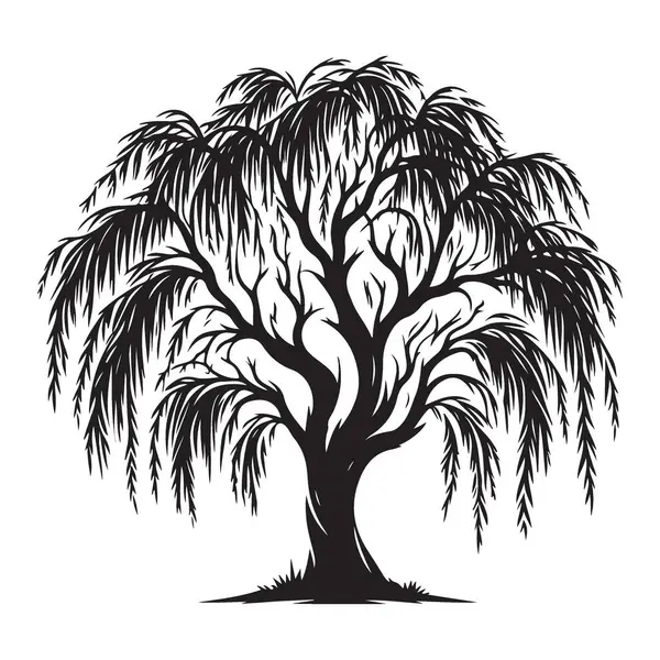 Peyzaj Projeleri için Ağlayan Söğüt Ağacı Vektör ResmiName