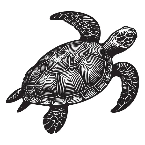 Deniz Kaplumbağası Detaylı Vektör Resimleri Su Hayvanları Grafikleri