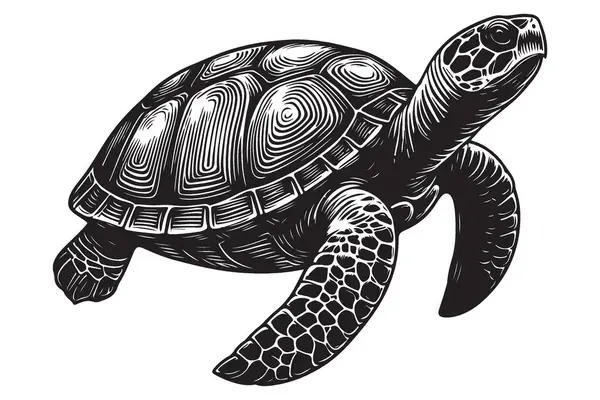 Detaylı Deniz Kaplumbağası Vektör İllüstrasyonu Deniz Yaşamı Su Hayvanları Tasarımı