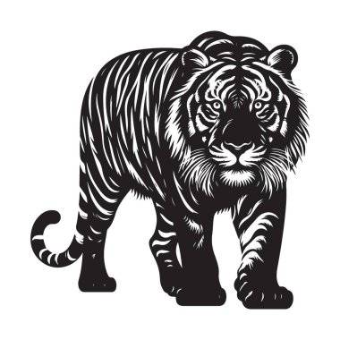 Ayrıntılı Kaplan Illustration Predator Silueti Yürüyüş ve Bakış Sanatı