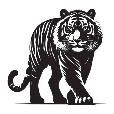 Güçlü Kaplan Çizimi Vektör Hayvan Yazdırma Vahşi Yaşam Tasarımı