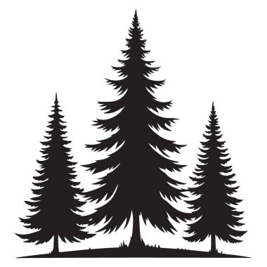 Huzurlu Orman Sahnesinde Çam Ağaçlarının Görkemli Silueti