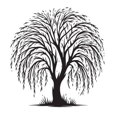 Zarif Ağlayan Söğüt Ağacı Silüeti Sanatsal Besteler Çizimi