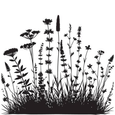 Zarif Çiçek Silueti Yaban Çiçeği Bitkileri Detaylı Botanik Resimleri