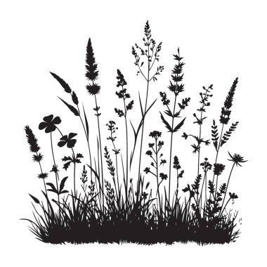 Yaban çiçekleri ve otlar güzel bir siyah-beyaz botanik çizimi