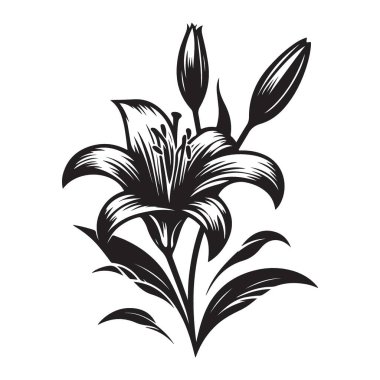 Siluet Lily Çiçek Vektör İllüstrasyon Zarif Çiçek Tasarımı