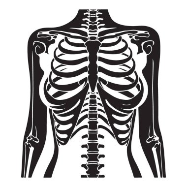 İnsan iskeleti göğüs silueti vektör illüstrasyon tıbbi nesne tasarımı