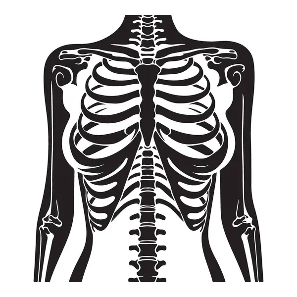 İnsan iskeleti göğüs silueti vektör illüstrasyon tıbbi nesne tasarımı