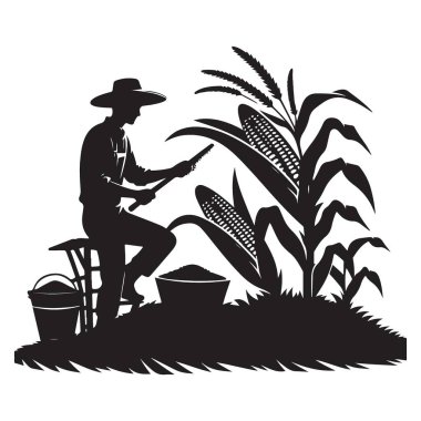 Tarlada mısır toplayan çiftçinin silüeti.