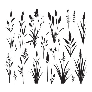 Botanik tasarım elementleri için zarif çim siluetleri vektör çizimleri