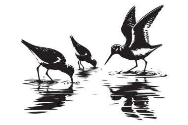 Su Silueti Biçiminde Yemek Arayan Kısa Kuşlar