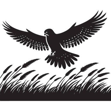 Görkemli Şahin Çimen Tarlasında Doğanın Hevesleri İçin Uçuyor