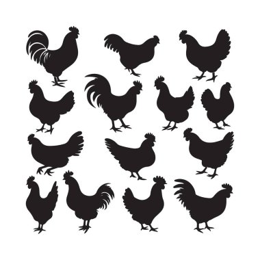 Tavuk Siluetleri Kümes hayvanları tasarımı için Vektör İllüstrasyonu