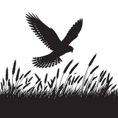 Yırtıcı Kuş 'un Silueti Bir Tahıl Tarlası Üzerinde Uçuyor