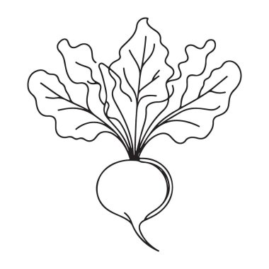 Sağlıklı Yemek ve Bahçe Tasarımları için Pancar Kökü Sebze Çizgisi Sanat Çizgisi Çizimi