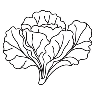 Marul Başlı Siluet Çizgisi Sanat Taze Sebze Sağlıklı Yeme