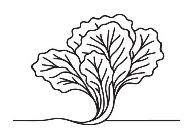 Taze marul silueti vektör grafik yapraklı sebze tasarımı