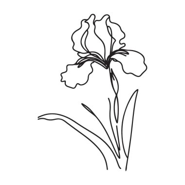 Zarif İris Çiçek Hattı Çiçek Güzelliğinin Sanat İllüstrasyonu