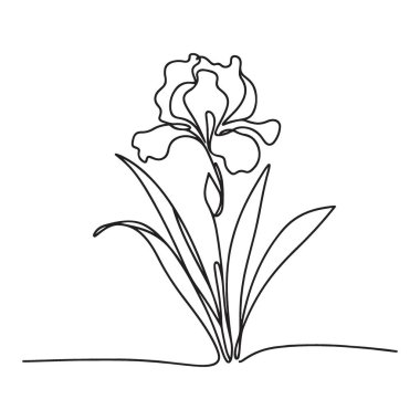 Bitki Resimli Zarif İris Çiçeği Çizgisi Sanatı