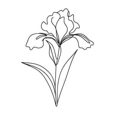 Botanik Tasarımları için Iris Çiçeği Tekli Çizgisi Resim Çizimi