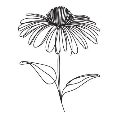 Charming Coneflower Tek Satır Sanat Sanatı İllüstrasyon Vektör Tasarımı Çiçek