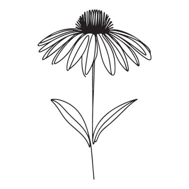 Echinacea Çiçek Hattı Doğa Aşıkları için Sanat İllüstrasyonu