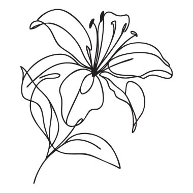 Zarif Lily Çiçeği Zarif bir Botanik Çizgisi Çizimi