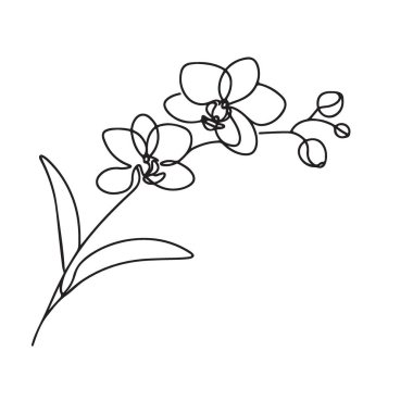 Zarif Orkide Çiçek Vektör İllüstrasyonu Detaylı Botanik Tasarımı
