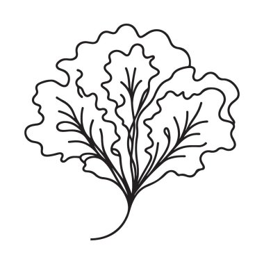 Marul Yaprak Vektörü Sanat Taze Salata Sağlıklı Yeme Tasarımı