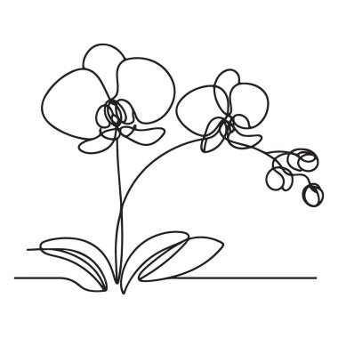 Zarif Orkide Bir Satır Sanat Vektörü Grafik Tasarımı