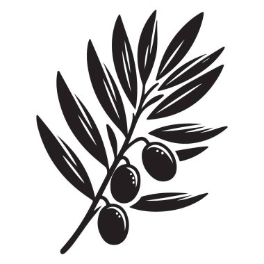 Zeytin dalı siluet vektör sanatı zeytin ve yapraklı çizim