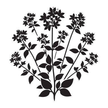 Aşçılık ve Tasarım Projeleri için Cesur Oregano Silueti Vektör İllüstrasyonu