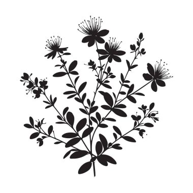 Siluet St. John 's Marihuana Bitkisi Vektör İllüstrasyonu