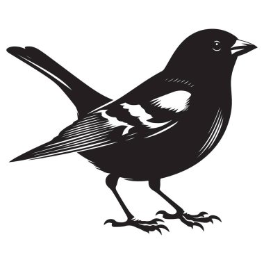 Siluet Kuş Vektör Çizimi Vahşi Yaşam Siyah Tasarımı