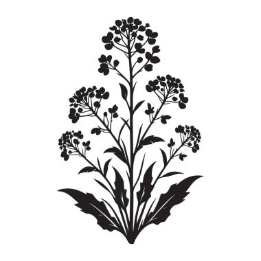 Hardal Çiçeği Silueti Görüntü Yaban Çiçeği Yaprak Kök Vektörü