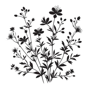 Hypericum Perforatum Bitki Silueti Vektör Resimleri Botanik Sanatlar