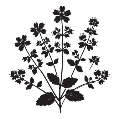 Nane Bitkisi Mutfak Bitkisi Vektörü Grafik Tasarımı 'nın Detaylı Silueti